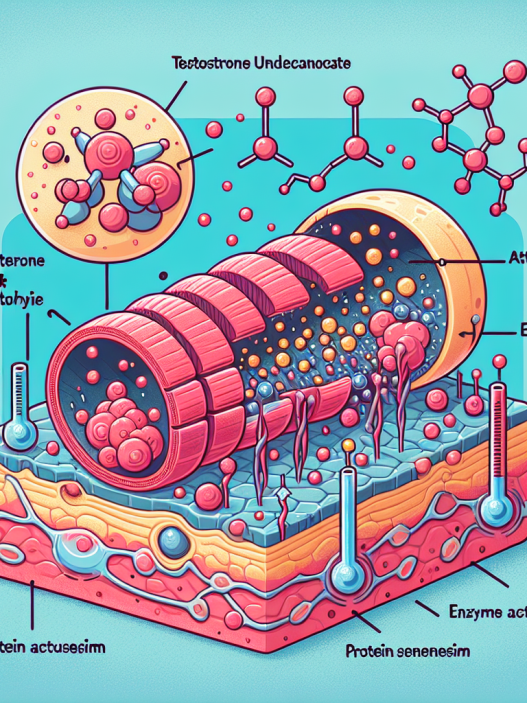 Effects of testosterone undecanoate on muscle hypertrophy